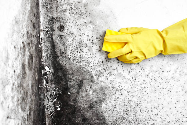 Best Bathroom Mold Remediation in Ozona, TX