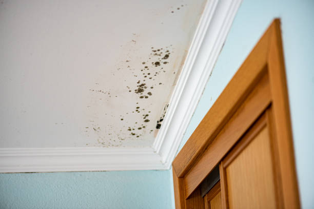 Best Mold Remediation for Specific Building Types in Ozona, TX