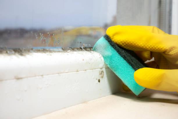 Best Emergency Mold Remediation in Ozona, TX