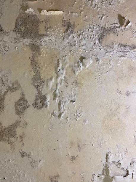 Best DIY Mold Remediation Support Services in Ozona, TX