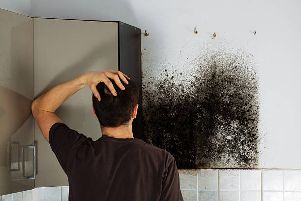 Best HVAC Mold Remediation in Ozona, TX