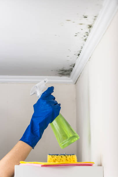 Best Preventive Mold Services in Ozona, TX